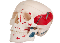 El modelo de colorante adulto del músculo del cráneo Which puede ser separado en 3 porciones