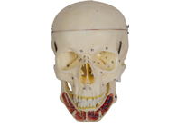 Modelo adulto del cráneo con el nervio y arteria para el entrenamiento de la Facultad de Medicina
