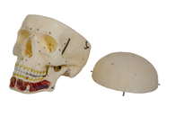Modelo adulto del cráneo con el nervio y arteria para el entrenamiento de la Facultad de Medicina