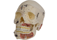 Modelo With Nervi Vascularis de la anatomía del cráneo del color de piel del PVC