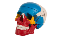 El color rojo azul pintó el cráneo anatómico plástico para el entrenamiento de la Facultad de Medicina
