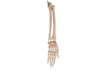 Hueso radial de la anatomía de la junta de codo de la palma para el entrenamiento médico