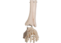 Modelo anatómico Fibula Wire Line del pie humano de la anatomía del PVC del ISO