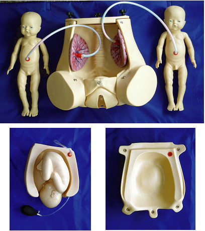 Simulador del parto natural con la placenta del feto para la demostración de las habilidades de la obstetricia