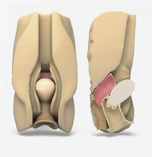 Simulador Laparoscopic del culdocentesis vaginal abdominal femenino de los órganos viscerales