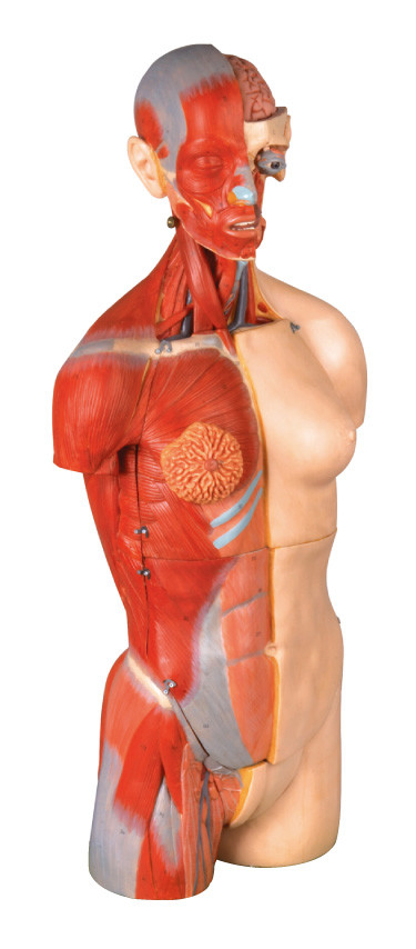 32 porciones se doblan los orangs internos humanos del modelo los 85cm de la anatomía del torso del sexo con la espalda abierta