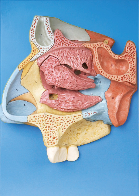 El modelo humano aprobado CE de la anatomía de la calidad magnificó la cavidad nasal con el stander