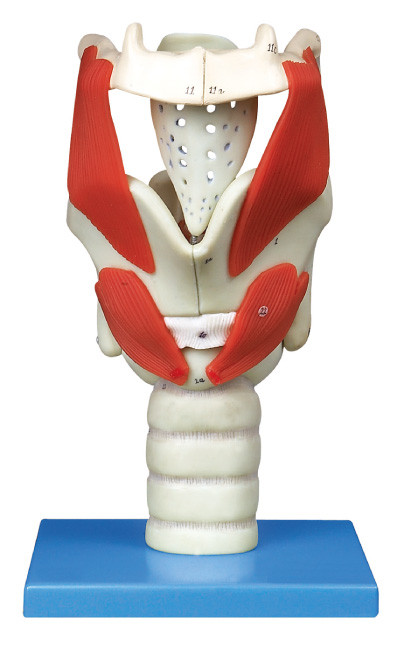 24 posiciones exhibieron el modelo humano de la anatomía de la laringe para la educación de la universidad