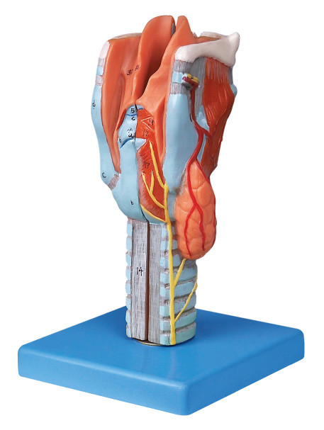 Modelo humano seccionado de tamaño natural de la anatomía de la laringe para el entrenamiento del colega