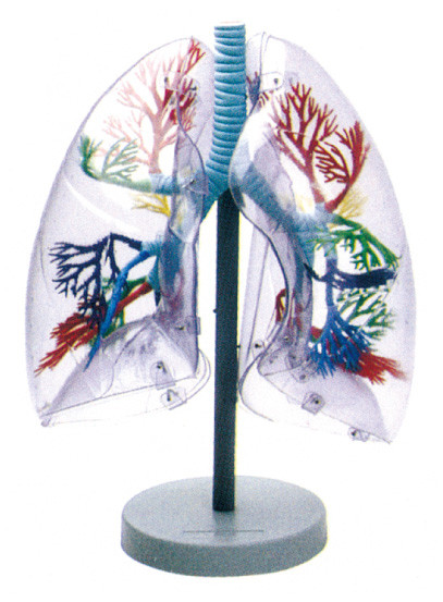 Pulmón transparente del modelo humano material ambiental de la anatomía para la educación escolar