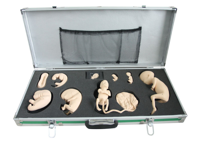 Caja portátil con el modelo fetal para la observación y el estudio del desarrollo embrionario