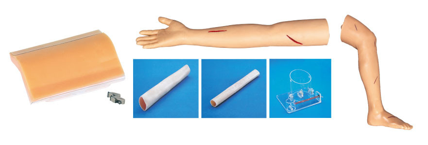 Modelos de entrenamiento quirúrgicos adultos del equipo de la pierna y del brazo de la sutura para la educación del estudiante