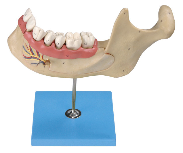 Los dientes humanos modelan, 29 posiciones se exhiben de dientes adultos permanentes de la mandíbula agrandados