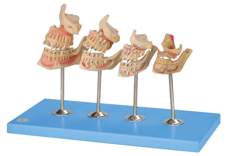 Modelo humano de los dientes del desarrollo para los hospitales, escuelas, entrenamiento de las universidades