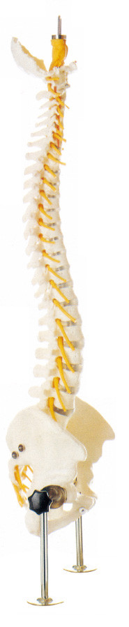 Modelo humano realista de la anatomía de la columna vertebral para el entrenamiento médico