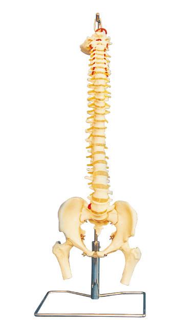 Columna vertebral avanzada del PVC con el modelo humano de la anatomía de la pelvis para la educación de la universidad