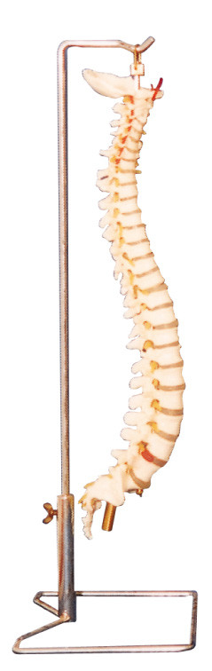 Columna vertebral con la herramienta humana de la educación del modelo de la anatomía del tenedor del acero inoxidable
