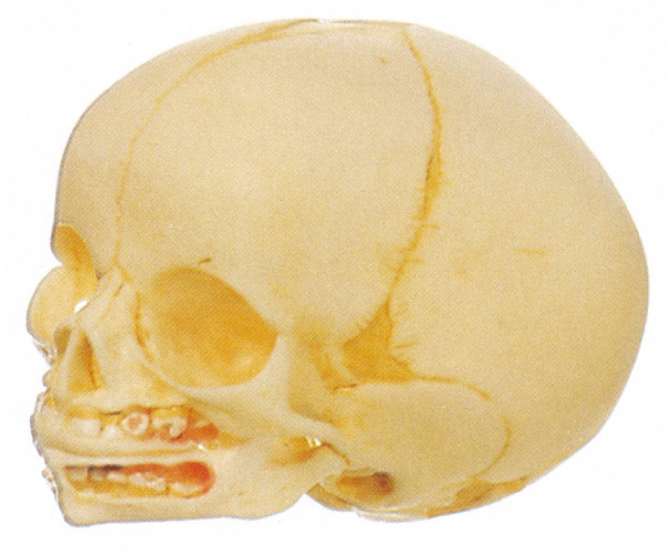 2 porciones del cráneo infantil de modelo humano de la anatomía importaron la muñeca del entrenamiento del PVC