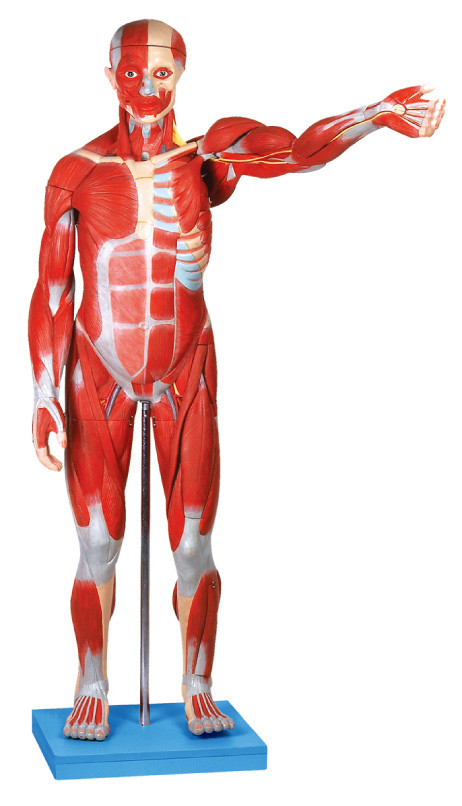 El modelo anatómico masculino del músculo/el modelo humano de la anatomía con los órganos internos 27 parte