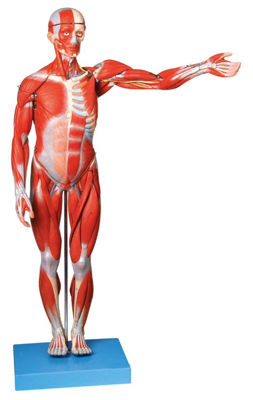 Músculos del modelo humano masculino de la anatomía ligments de las demostraciones de 18 porciones