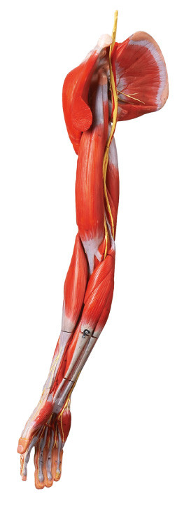Los músculos de la anatomía humana del brazo modelan con los buques y los nervios principales