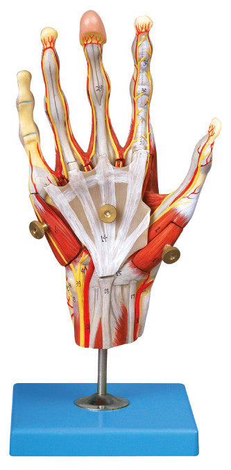 Los músculos de la anatomía humana de la mano modelan con la exhibición principal de los buques y de la posición de los nervios 42