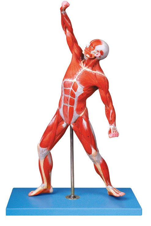 Los músculos de las posiciones masculinas del modelo 69 de la anatomía exhiben el modelo traing