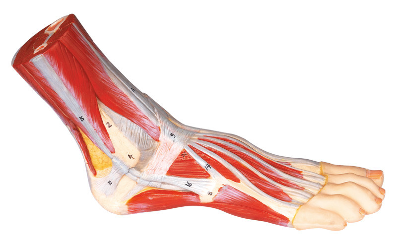 Color pintado a mano modelo humano de la anatomía del pie para el entrenamiento médico