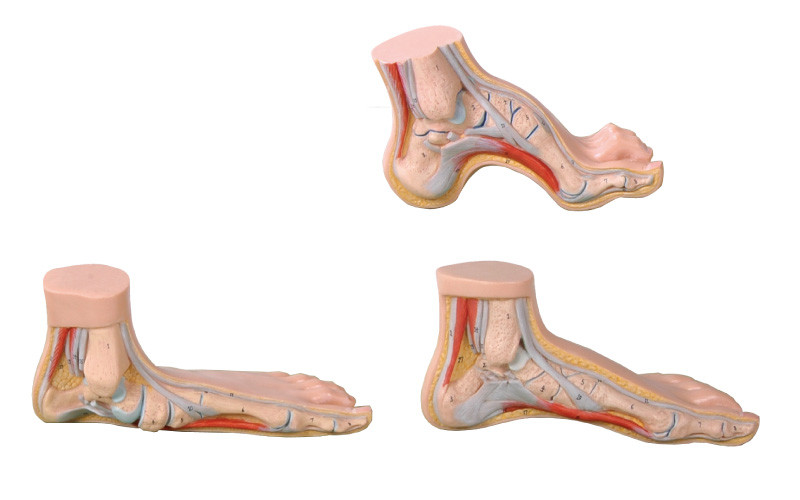 Herramienta médica de tamaño natural normal, plana, arqueada del modelo humano de la anatomía del pie