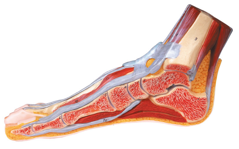 Sección sagital mediana del modelo humano de la anatomía del pie con el número marcado
