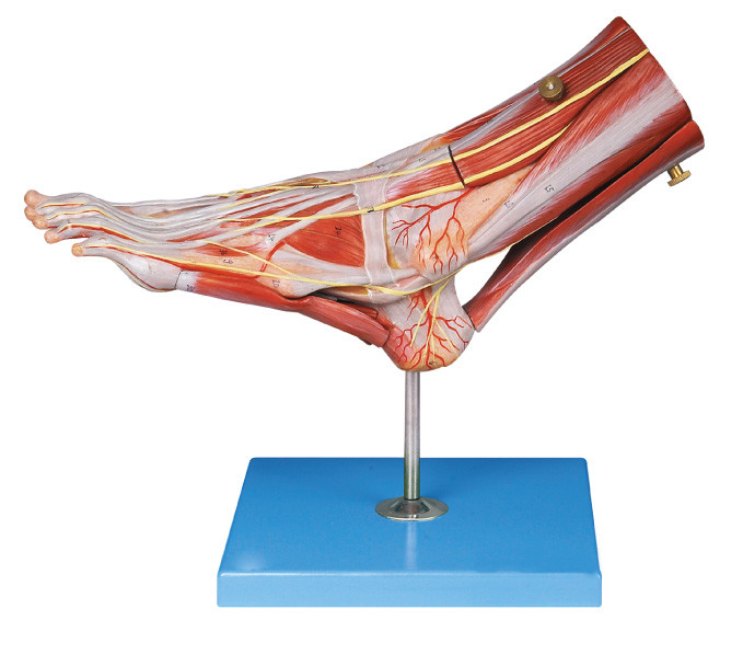 Los músculos de la anatomía humana del pie modelan con los buques principales y los nervios para la estructura de la anatomía demuestran