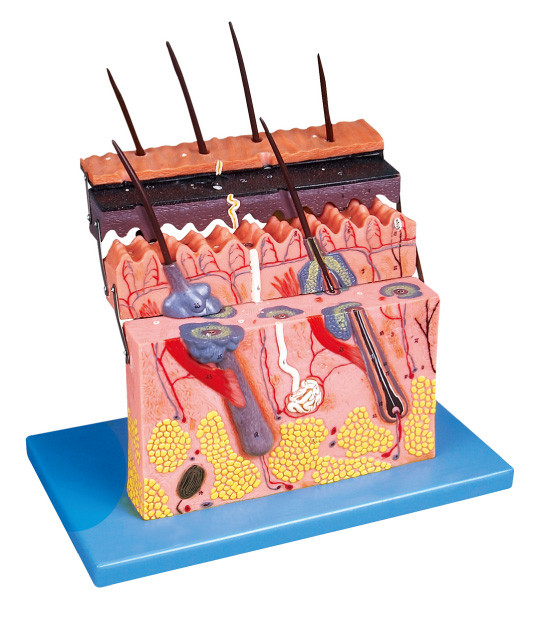 El modelo humano de la anatomía de la sección de la piel muestra que las capas de piel para la estructura de la anatomía demuestran