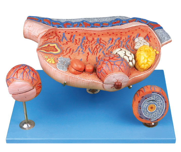 8 porciones del ovario de modelo humano agrandado de la anatomía muestran los folículos ováricos, ovium, ovulación, huevo