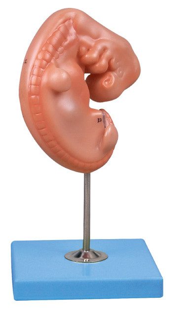 el modelo humano de la anatomía del embrión viejo de 4 semanas montó en un soporte