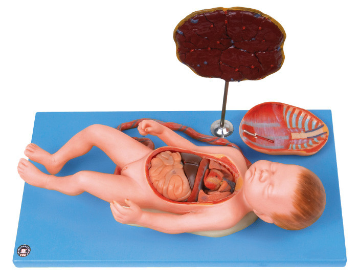 Feto humano del modelo de la anatomía con el viscus y la placenta, cordón umbilical, órganos internos