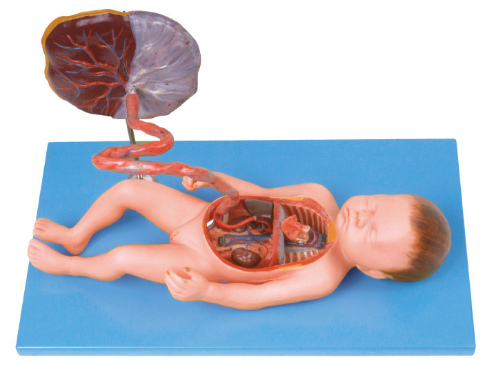 Modelo humano fetal de la anatomía del sistema circulatorio para el entrenamiento de la escuela de enfermería