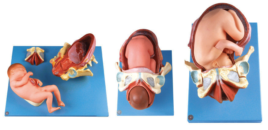 El modelo del parto de Demenstration/el modelo humano de la anatomía muestra el procedimiento de la entrega