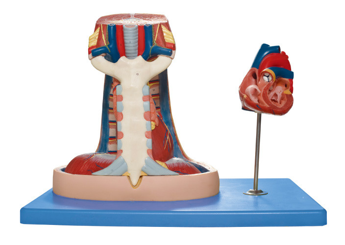 Modelo humano modelo de la anatomía del mediastino (esternón, timo, mediastino) para el entrenamiento médico