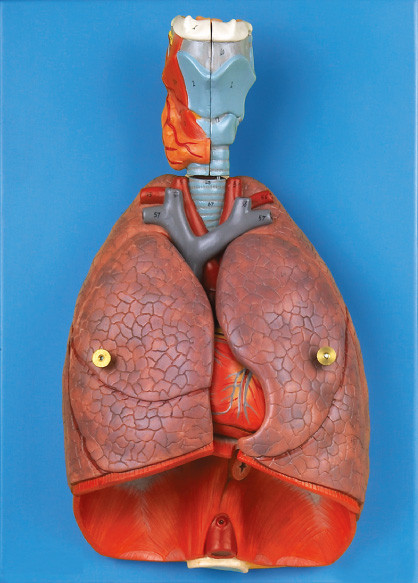 Órganos internos laringe, corazón, herramienta humana de la educación del modelo de la anatomía del pulmón