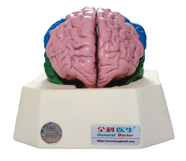 Simulador para los hospitales, entrenamiento de Anatomyical del lóbulo del cerebro de la anatomía de las escuelas