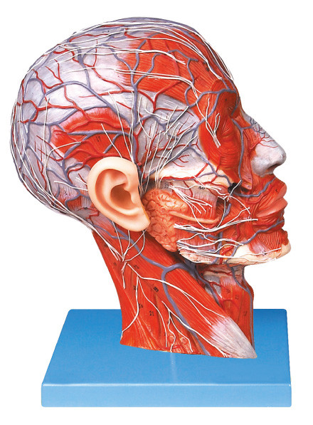 Media cabeza avanzada del PVC con los buques y modelo humano de la anatomía del nervio para el entrenamiento de las escuelas