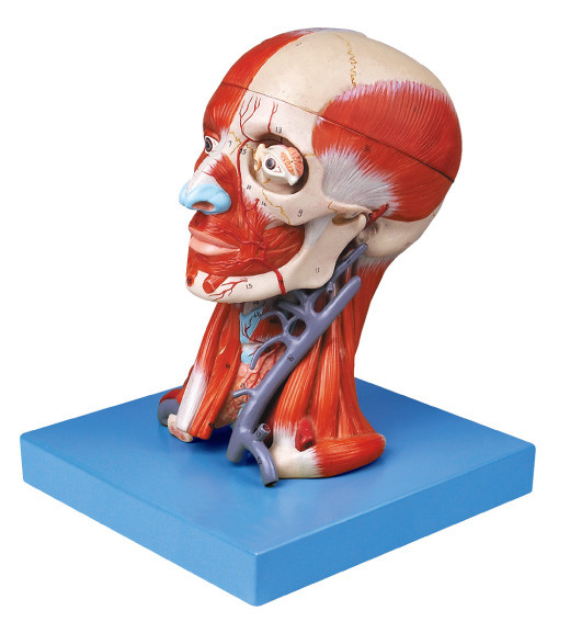 Modelo del cerebro con el músculo de la coronilla y los vasos sanguíneos para el entrenamiento de las universidades médicas