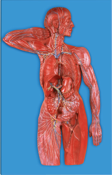 Modelo humano para los hospitales, simulación de la anatomía del sistema linfático de las universidades