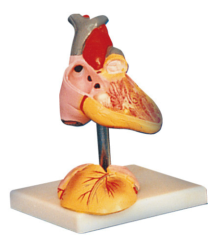 Posiciones humanas del modelo 25 de la anatomía del corazón del niño exhibidas para el entrenamiento médico