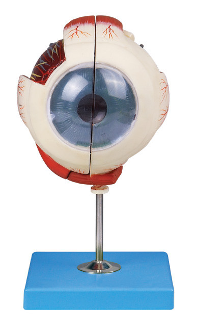 Dos porciones del globo del ojo de la anatomía del ojo del modelo de la demostración de estructura del ojo