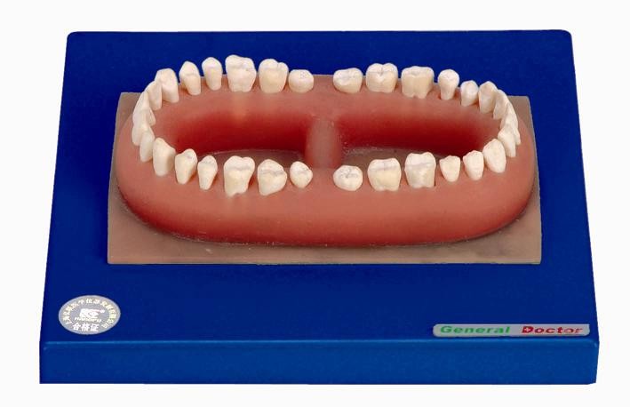 Modelo humano avanzado de los dientes del PVC de un adulto hecho para el entrenamiento anatómico