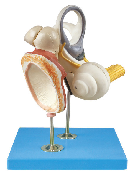 El oido interno, el osículo auditivo y la anatomía humana timpánica de Membrance modelan