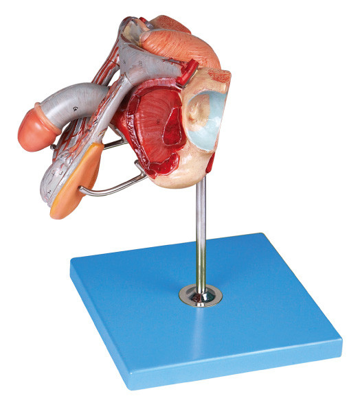 Modelo de estructura masculino de los órganos genitales para el entrenamiento de las universidades médicas