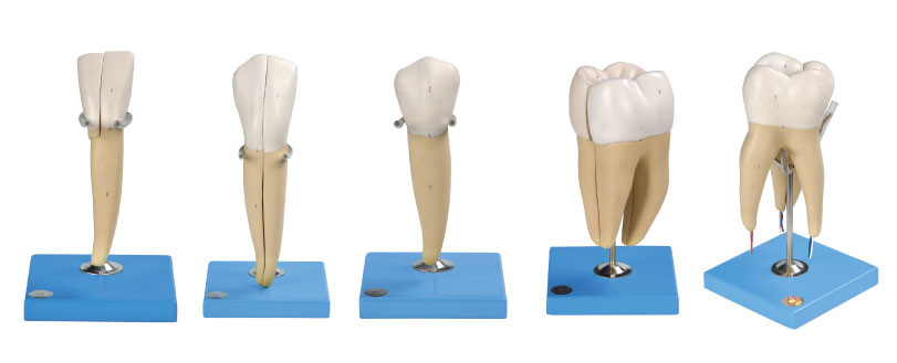 Cinco clases de modelo humano de los dientes hecho del PVC avanzado para el entrenamiento anatómico