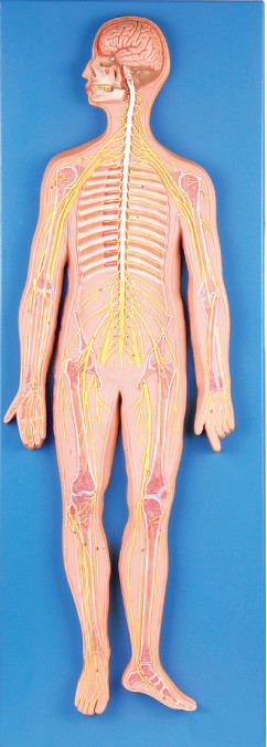 simulador médico del modelo humano de la anatomía del sistema nervioso de 33 posiciones